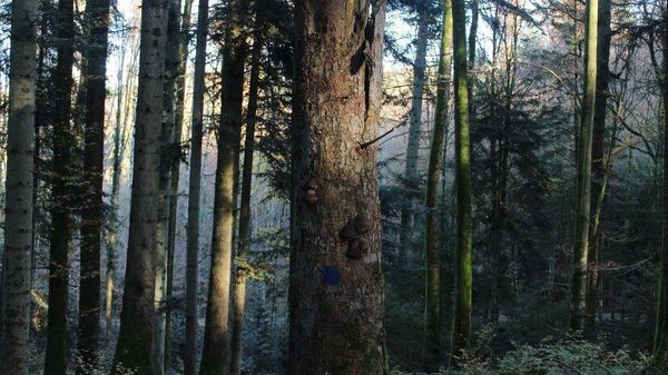 Habitatbaum im Burgerwald markiert durch blauen Punkt