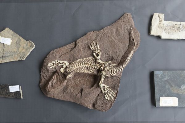 versteinertes Fossil