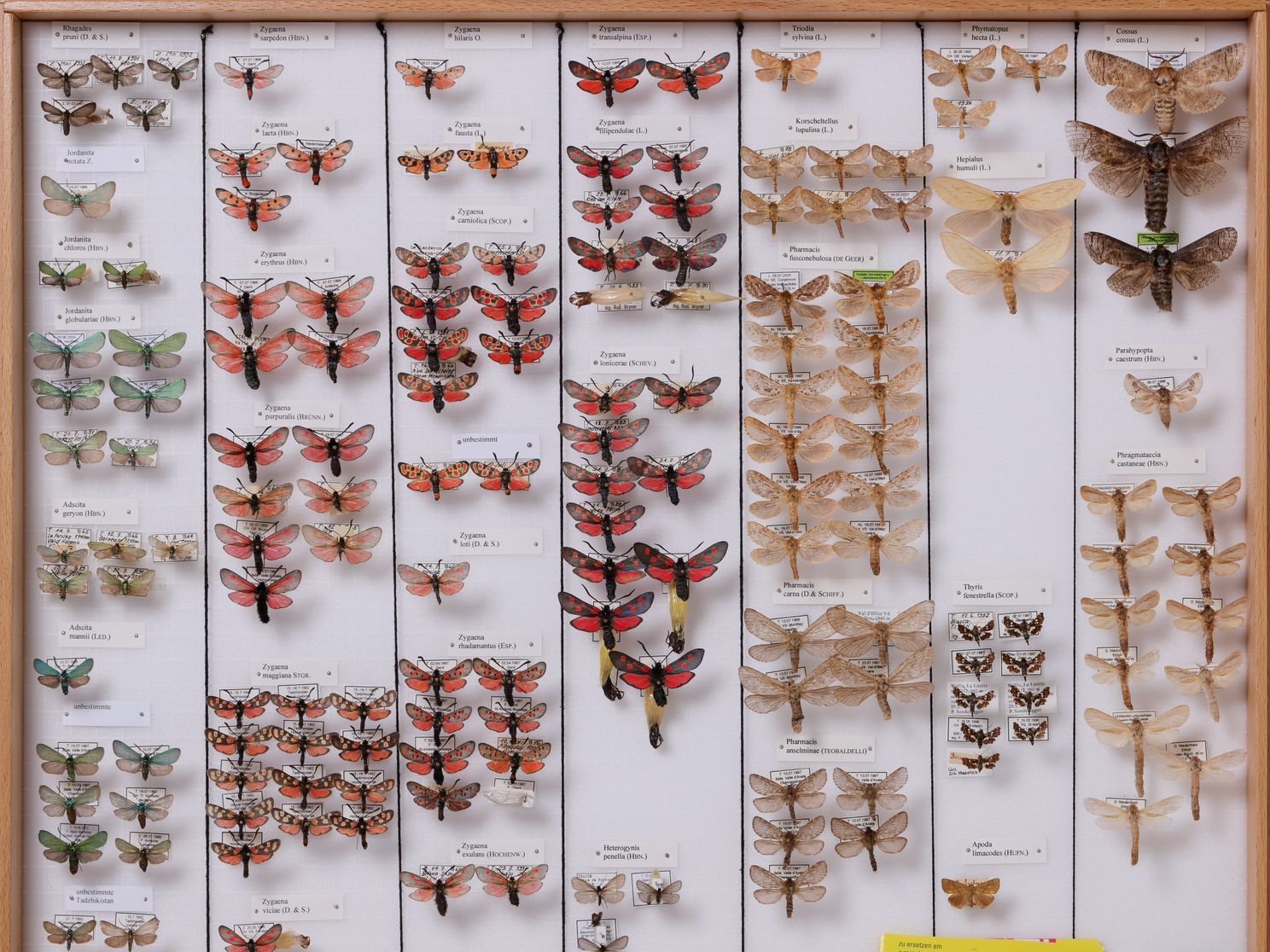 Schmetterlinge Symbolbild für Entomologischer Verein Bern