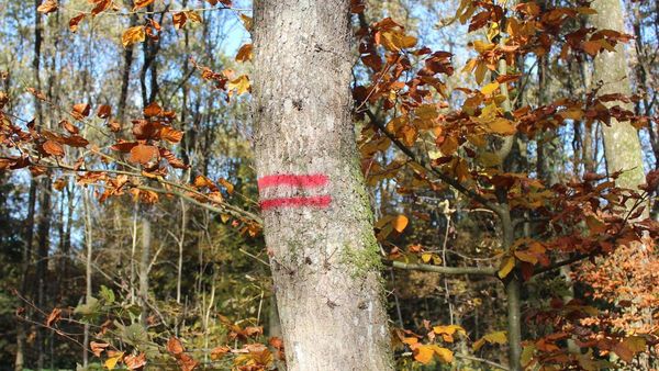 Baummarkierung zwei rote Querstreifen