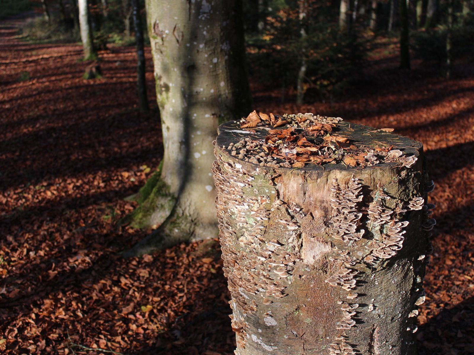 Totholz im Burgerwald