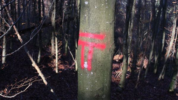 Baummarkierung FBB oder T